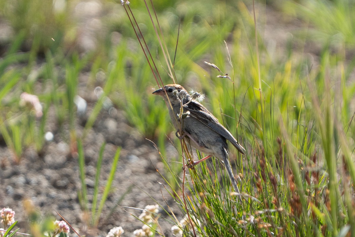 Chipping Sparrow - ML639831026