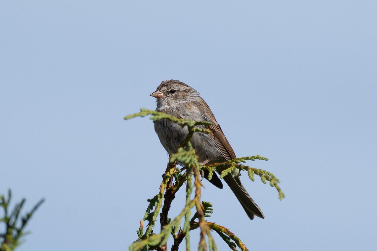 Chipping Sparrow - ML639831027