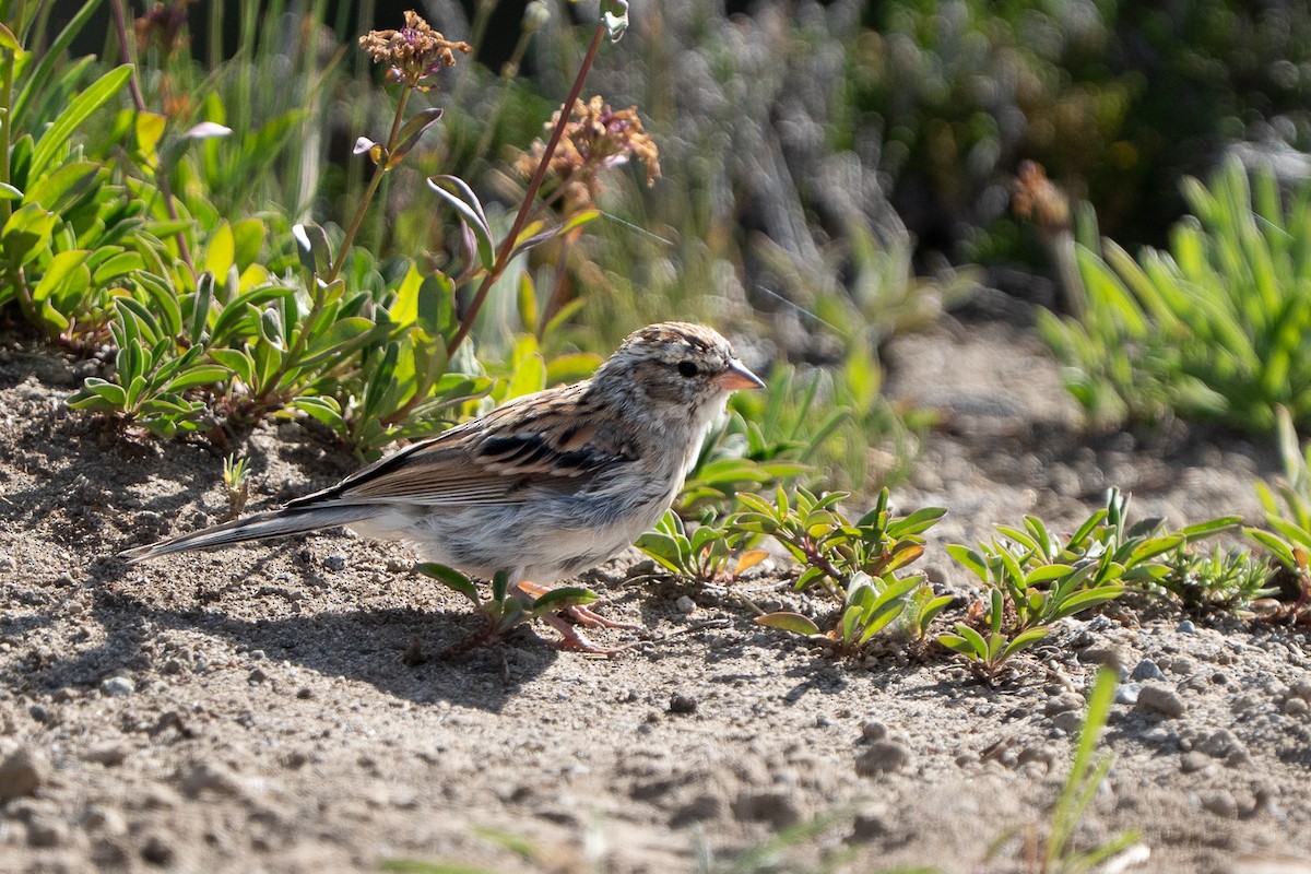 Chipping Sparrow - ML639831028