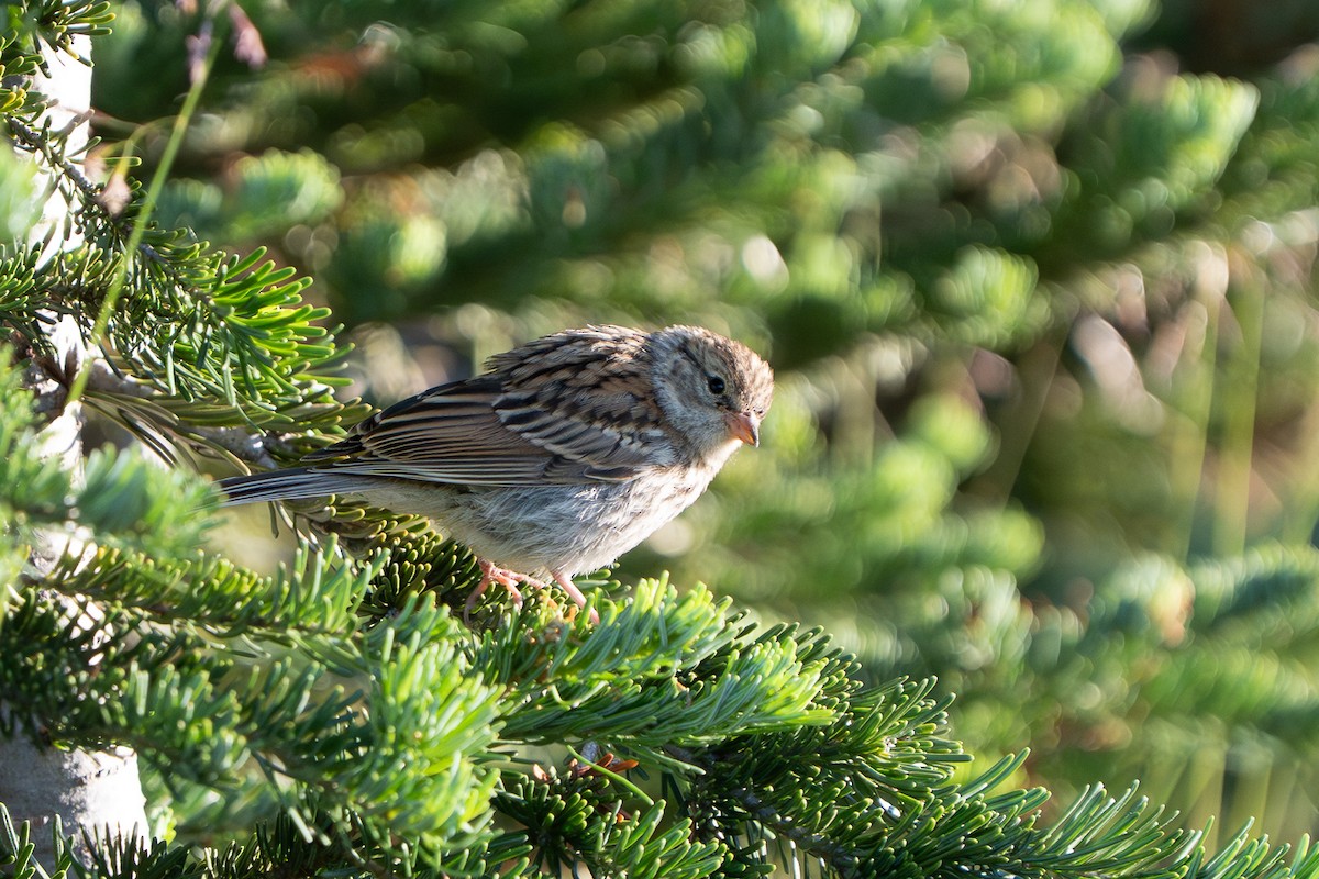 Chipping Sparrow - ML639831029