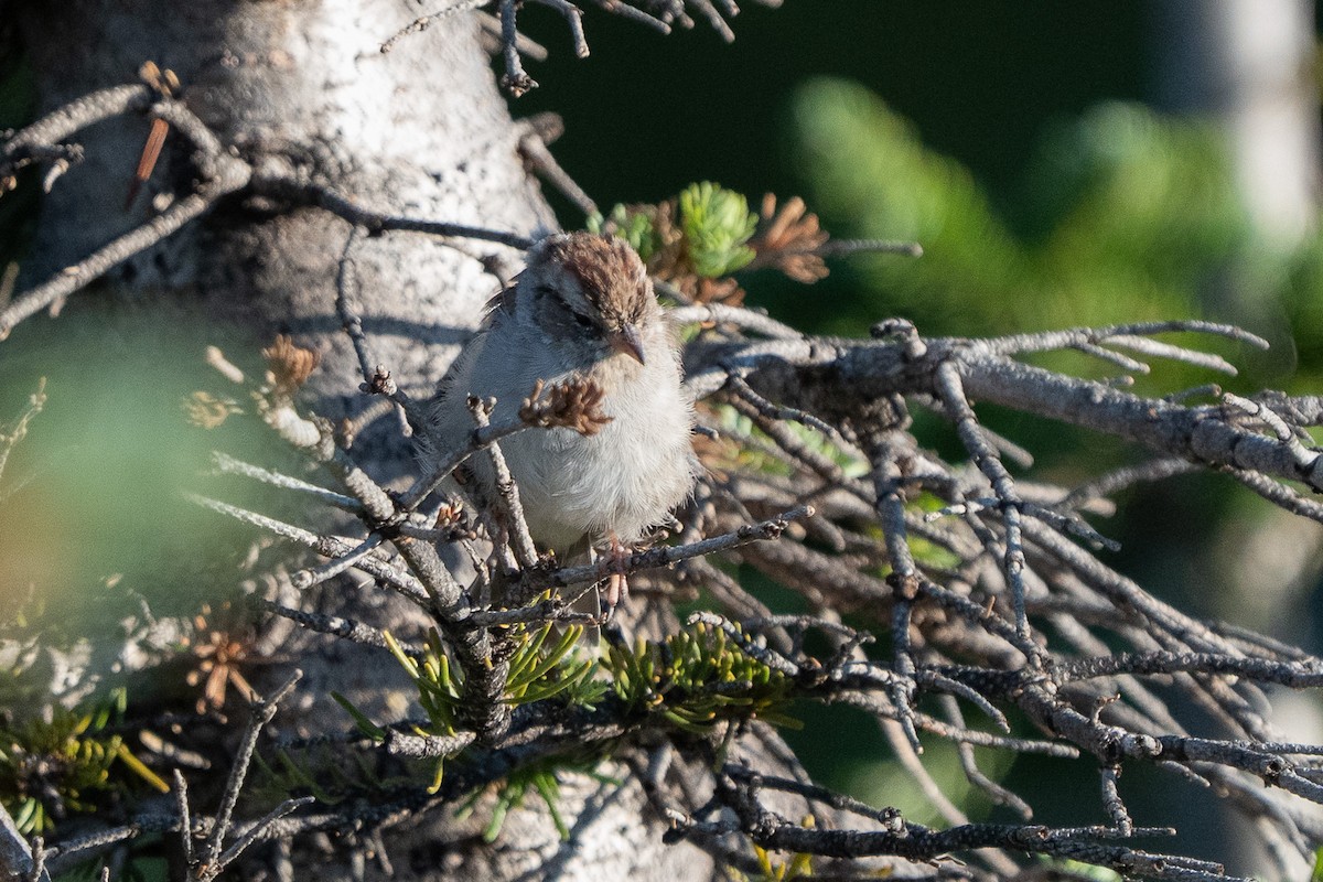 Chipping Sparrow - ML639831030