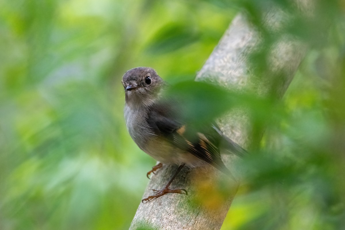 Pink Robin - ML639831048