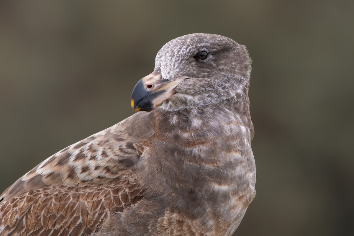 ハシブトカモメ - ML639831131