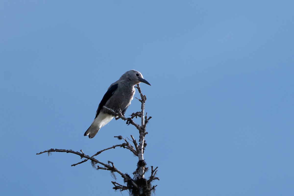 Clark's Nutcracker - ML639831146