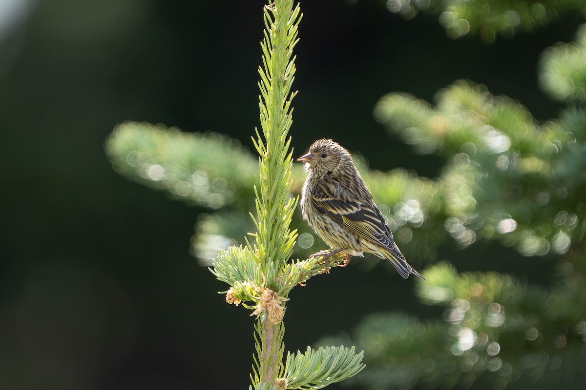 Pine Siskin - ML639831158