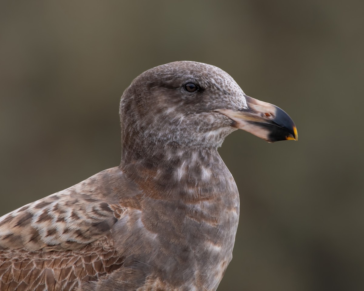 ハシブトカモメ - ML639831162