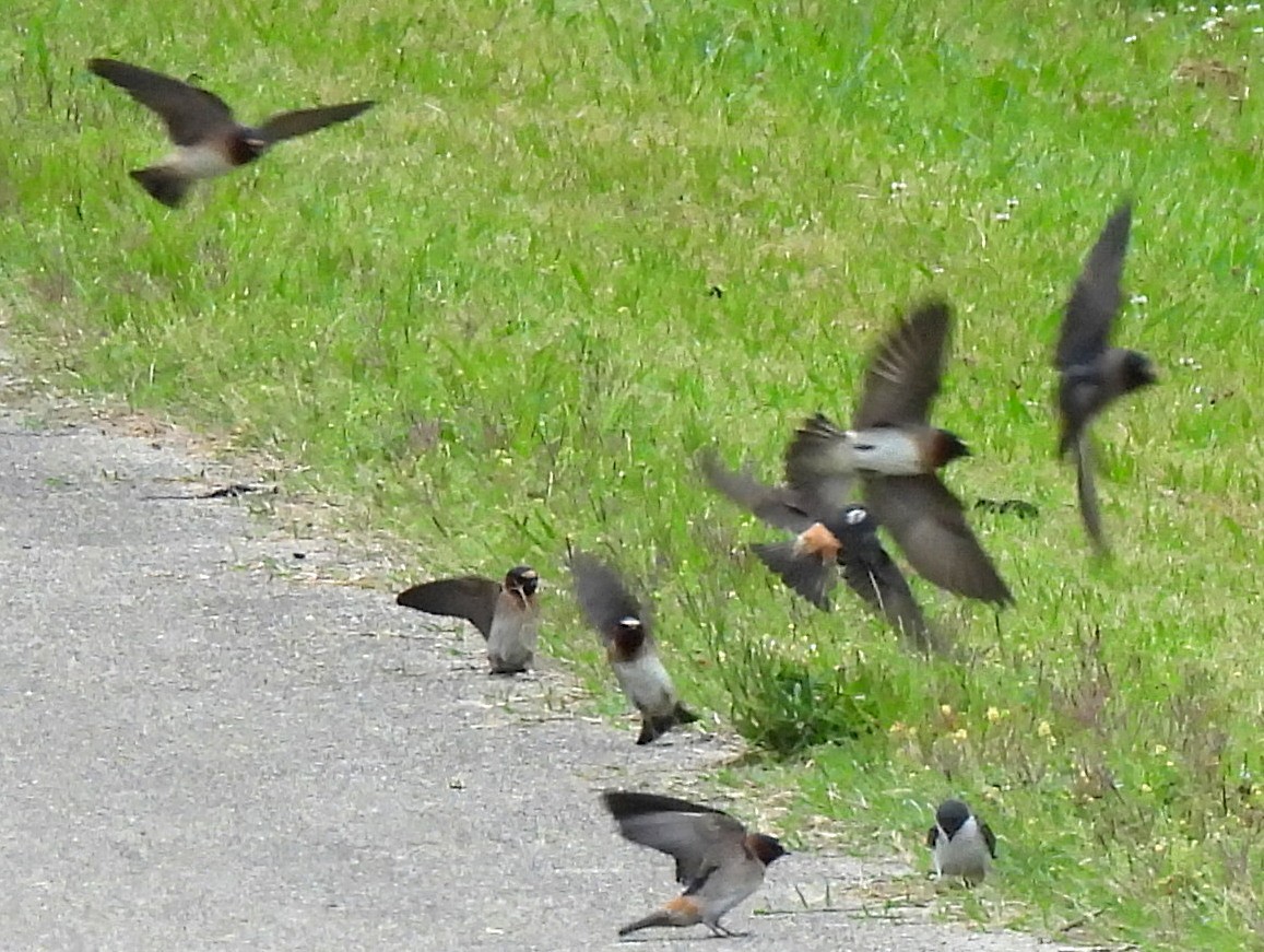 Cliff Swallow (pyrrhonota Group) - ML639831254