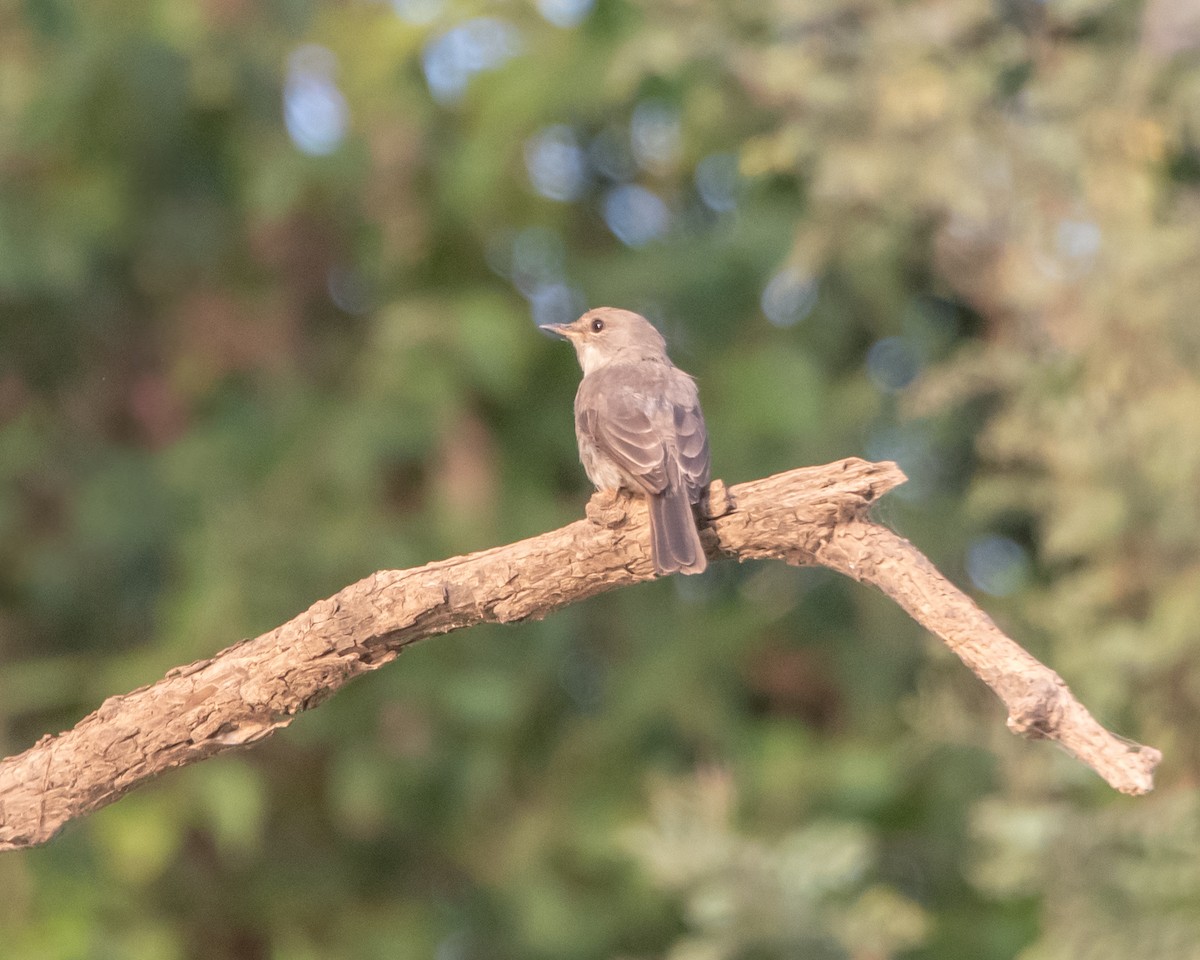 Swamp Flycatcher - ML639831260
