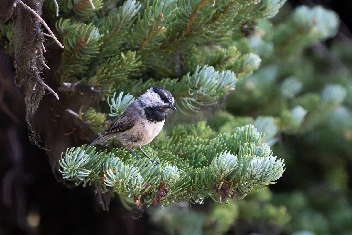 Mountain Chickadee - ML639831261