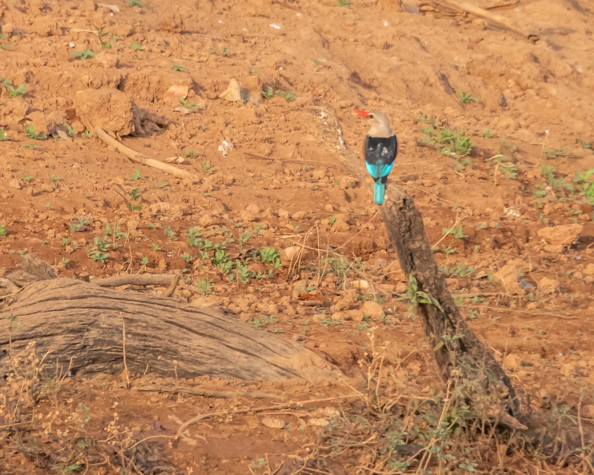 Gray-headed Kingfisher - ML639831268