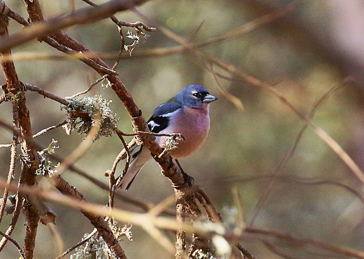 African Chaffinch (African) - ML639831305