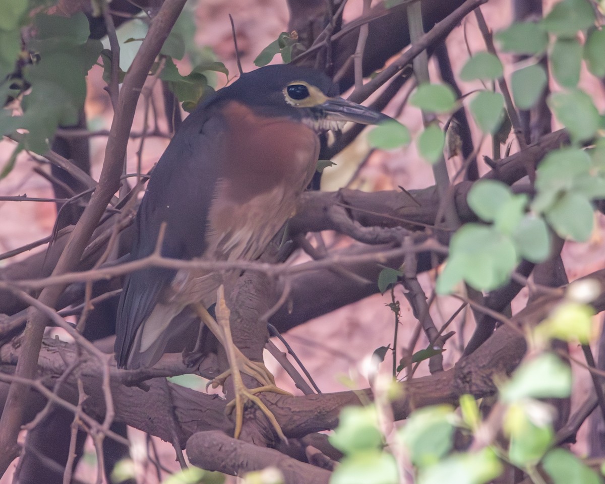 White-backed Night Heron - ML639831315