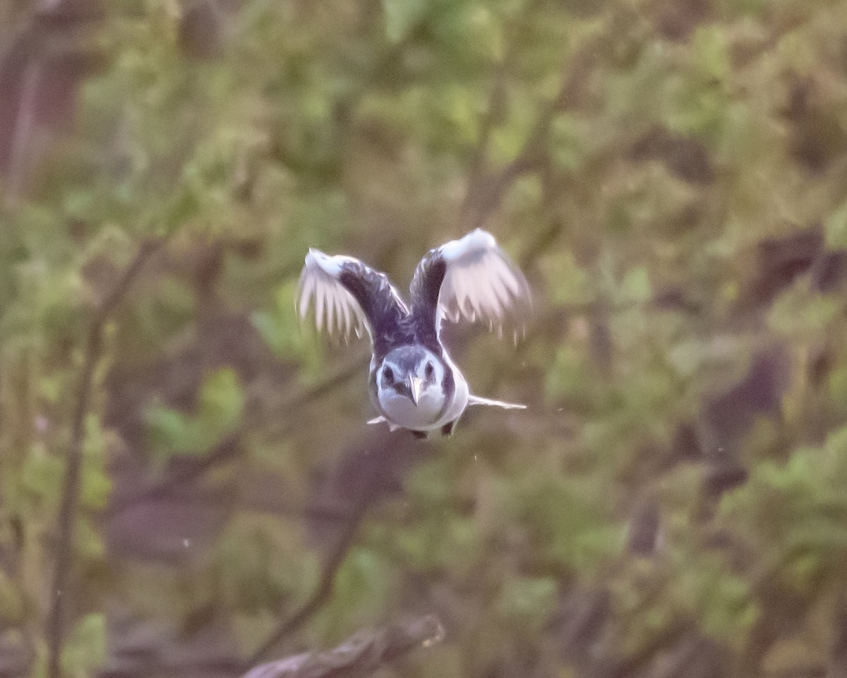 Pied Kingfisher - ML639831336