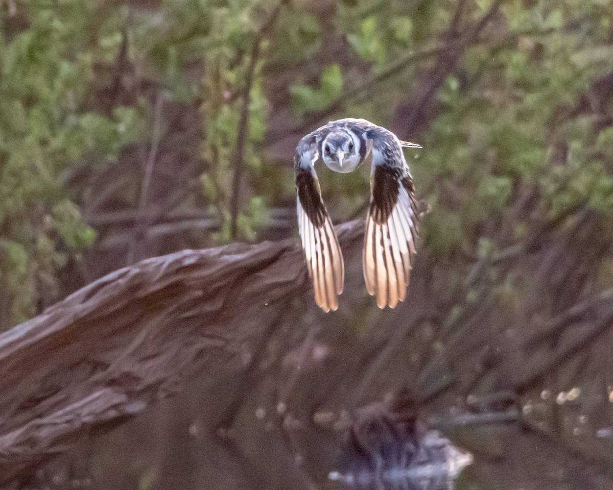 Pied Kingfisher - ML639831337
