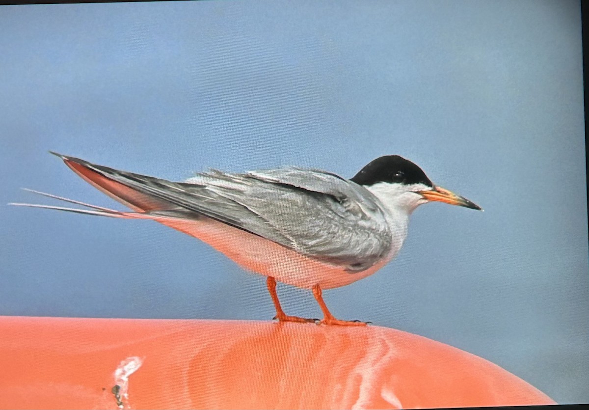 Forster's Tern - ML639831343