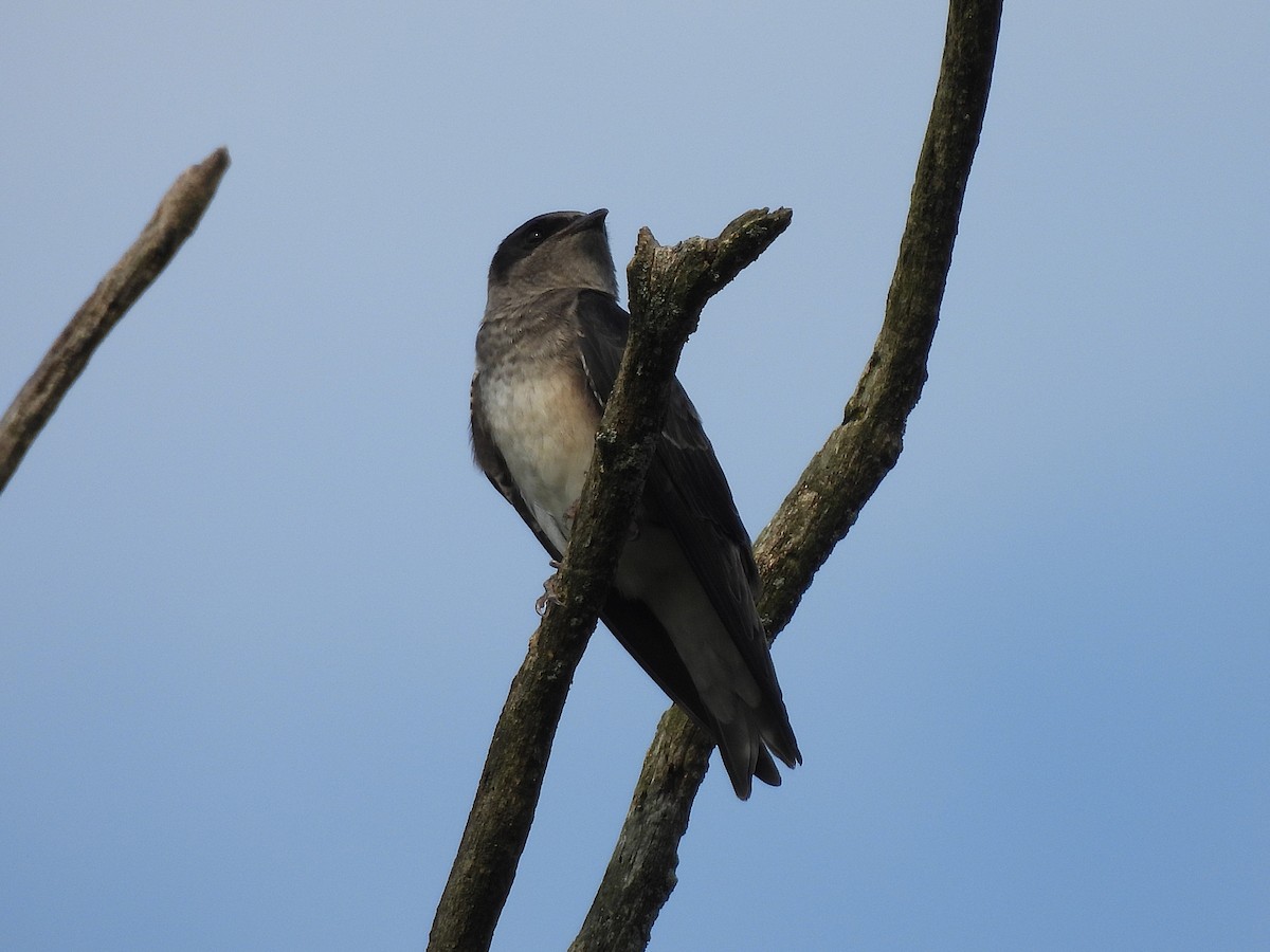 Purple Martin - ML639831353