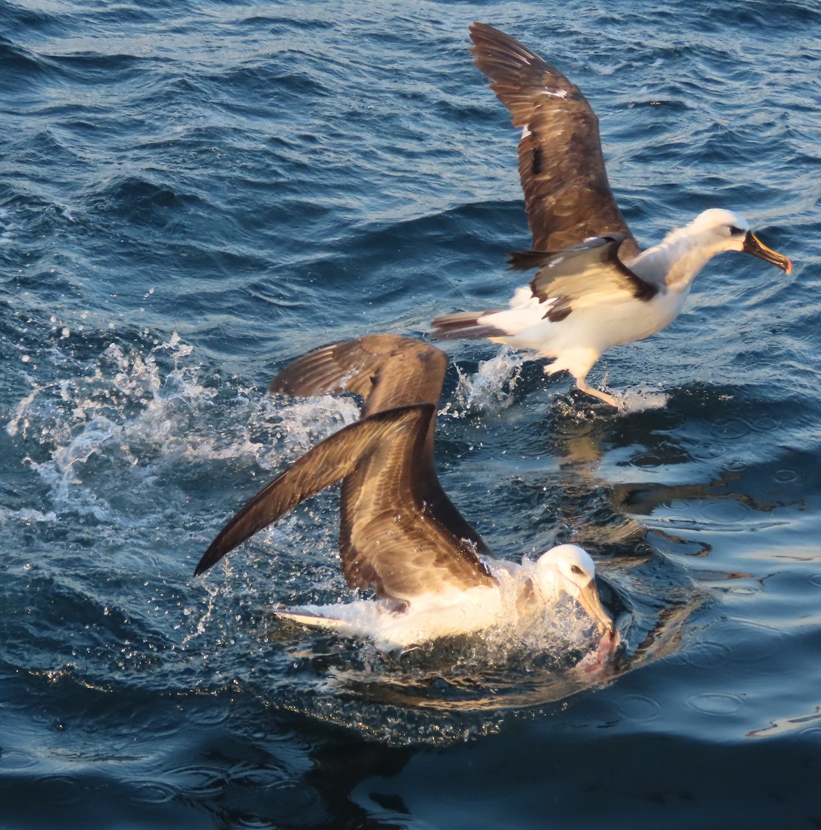 Atlantic Yellow-nosed Albatross - ML639831360