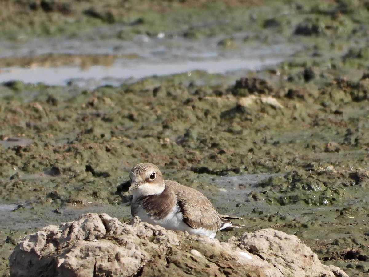 Little Ringed Plover - ML639831361