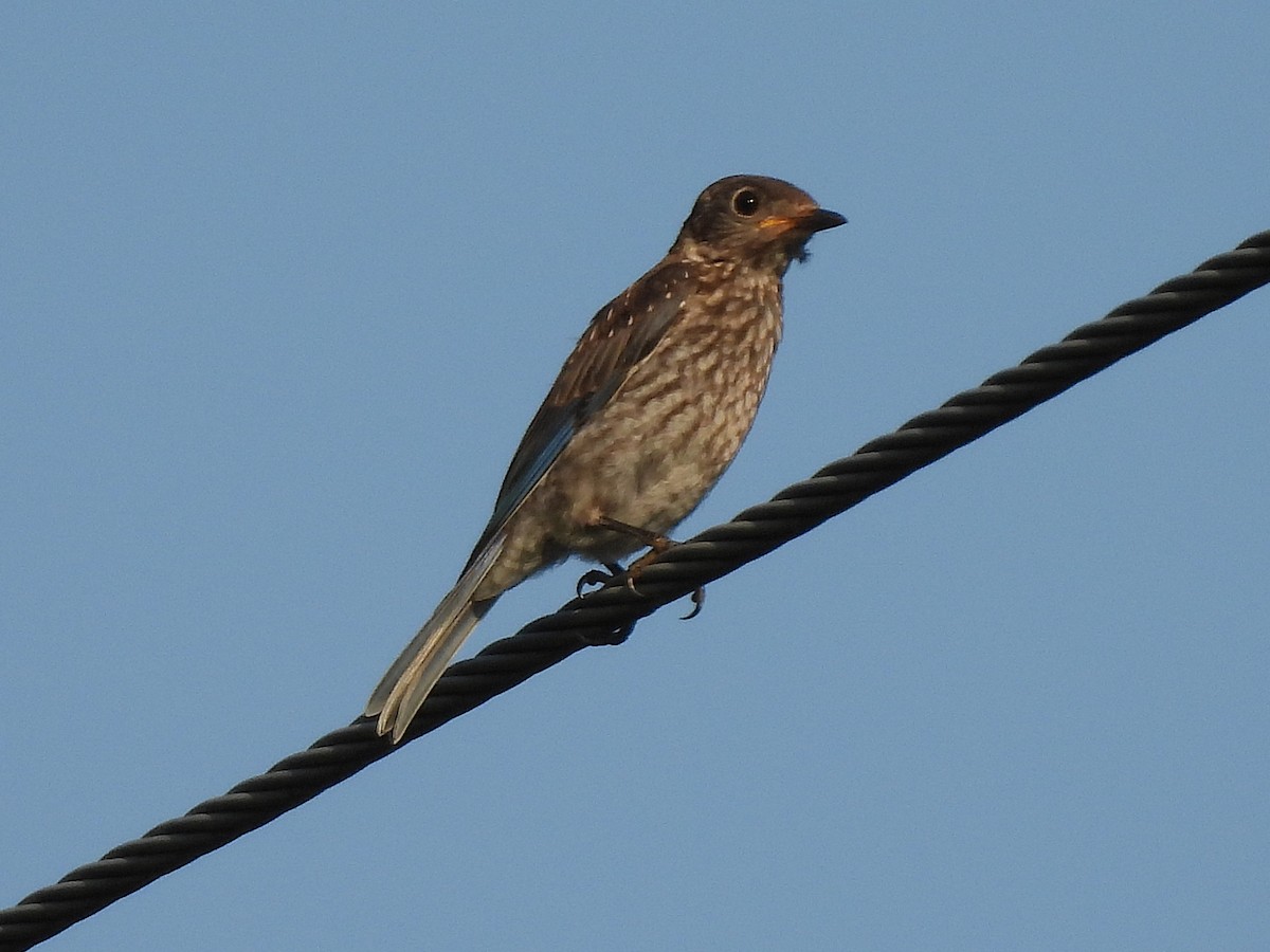Eastern Bluebird - ML639831365