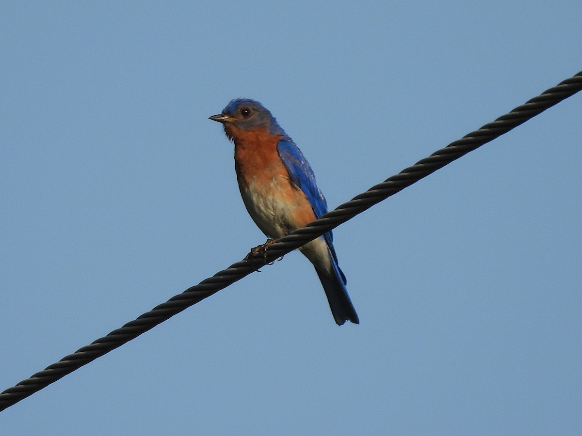 Eastern Bluebird - ML639831378