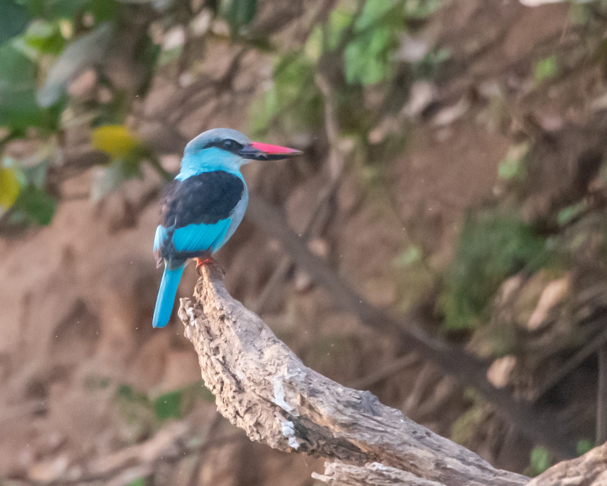 Blue-breasted Kingfisher - ML639831399