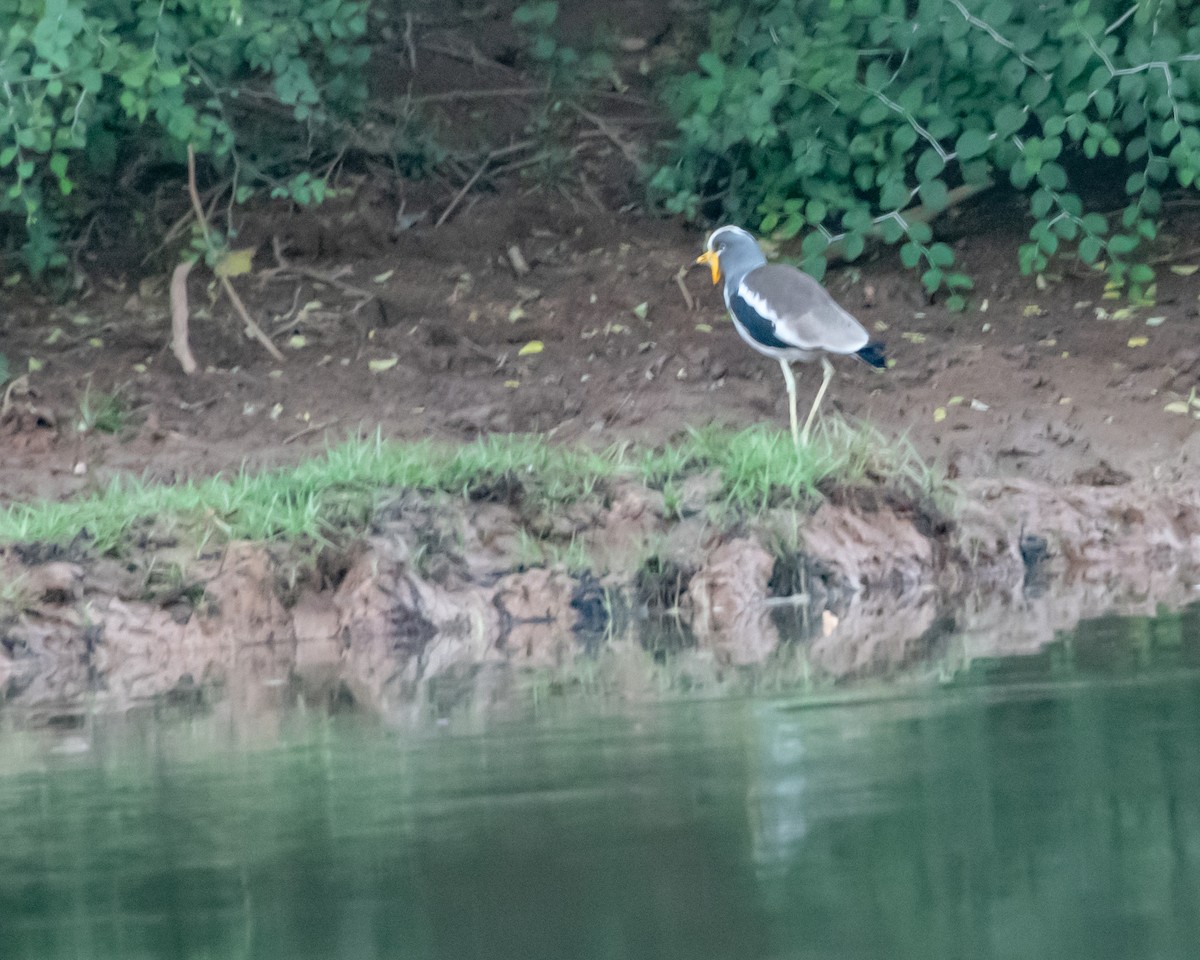 White-crowned Lapwing - ML639831406