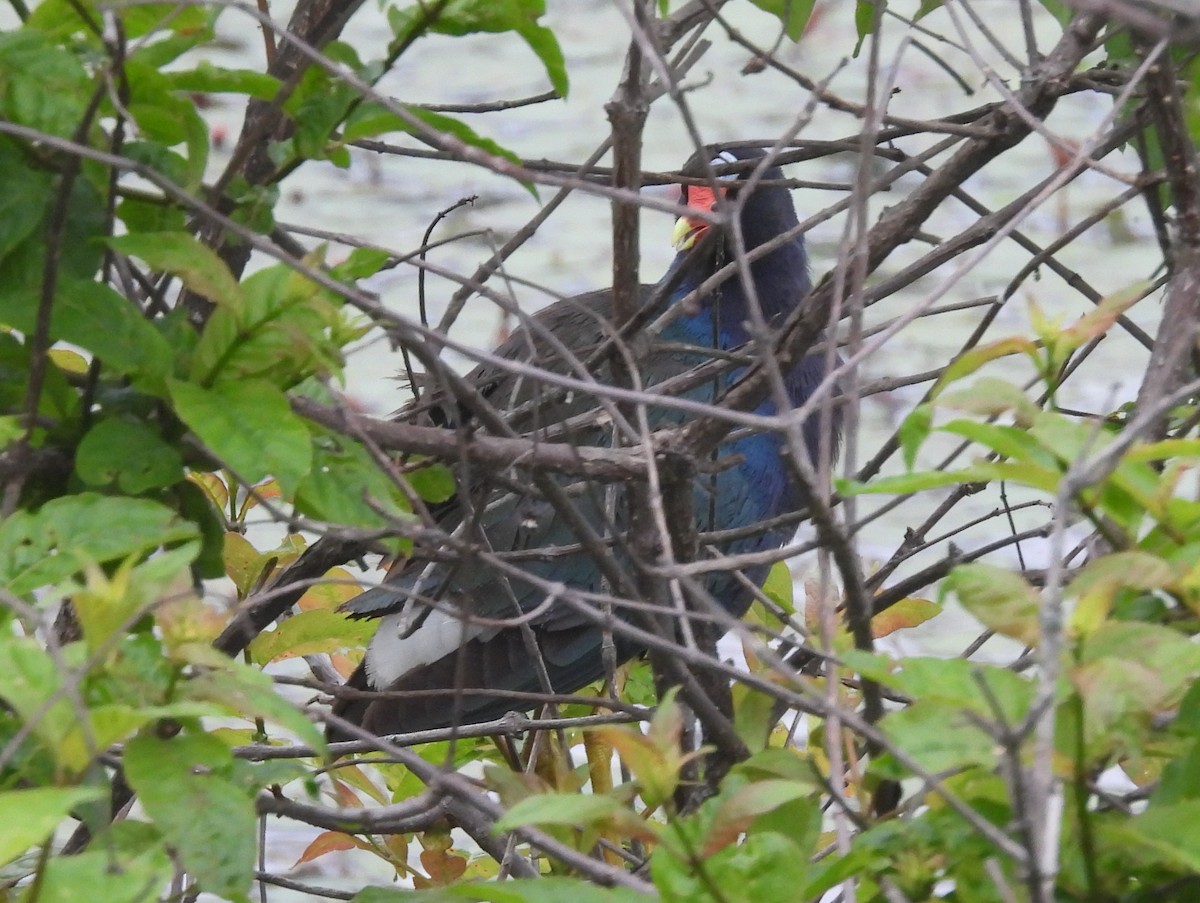 Purple Gallinule - ML639831408