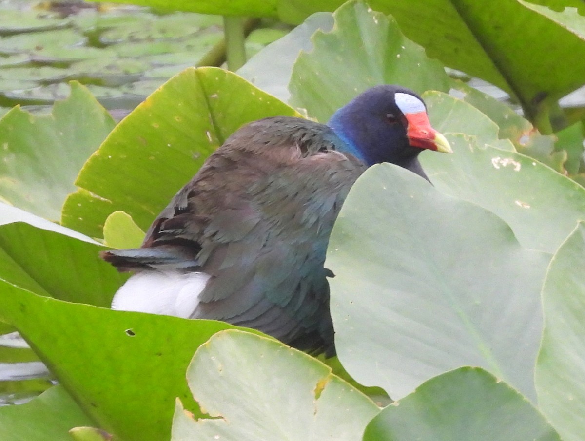 Purple Gallinule - ML639831418