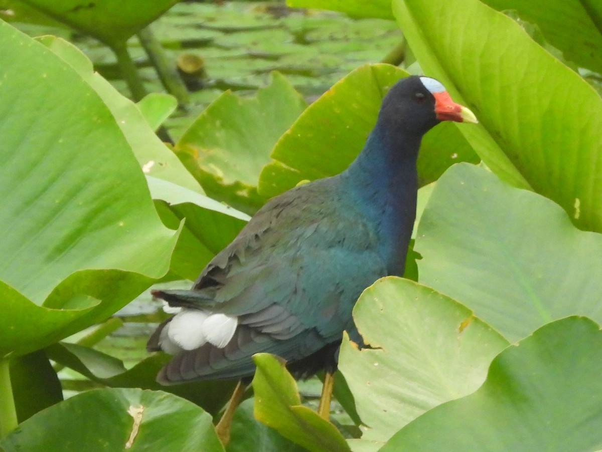 Purple Gallinule - ML639831419