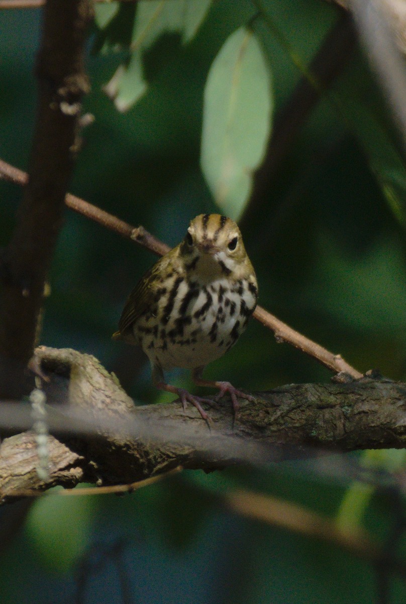 Ovenbird - ML639831444