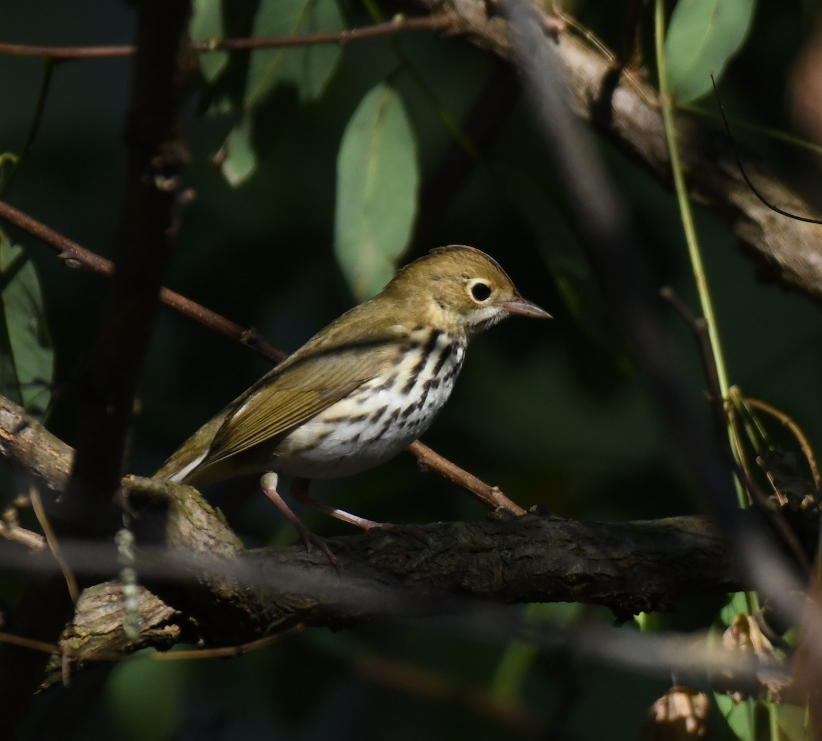 Ovenbird - ML639831445