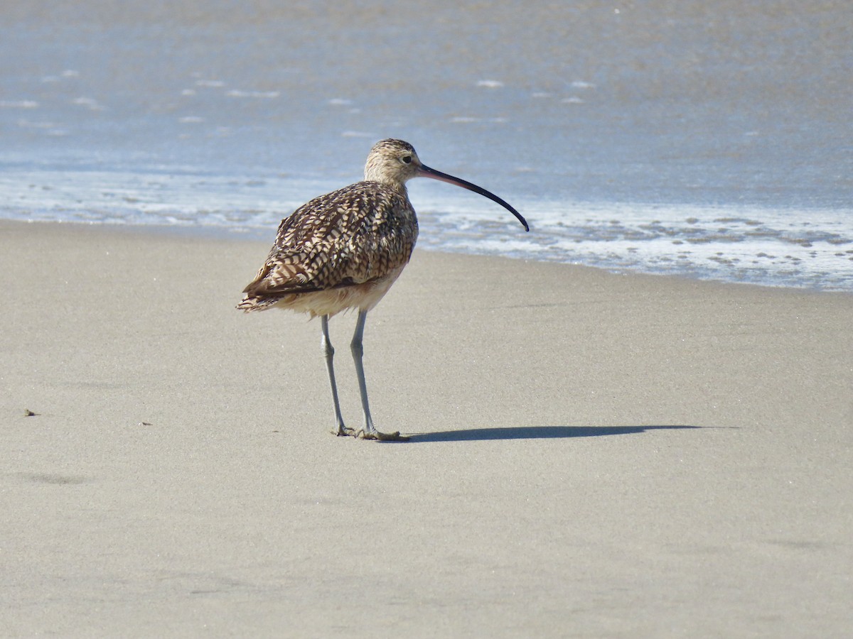 Long-billed Curlew - ML639831451