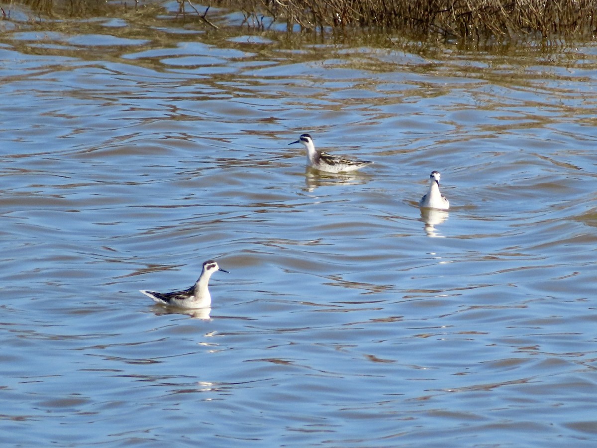 Red-necked Phalarope - ML639831470