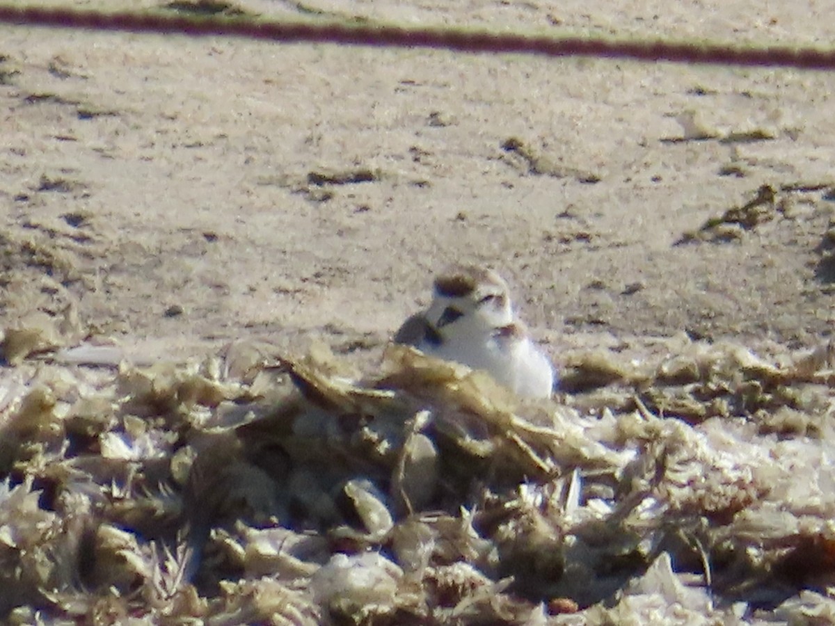Snowy Plover - ML639831503