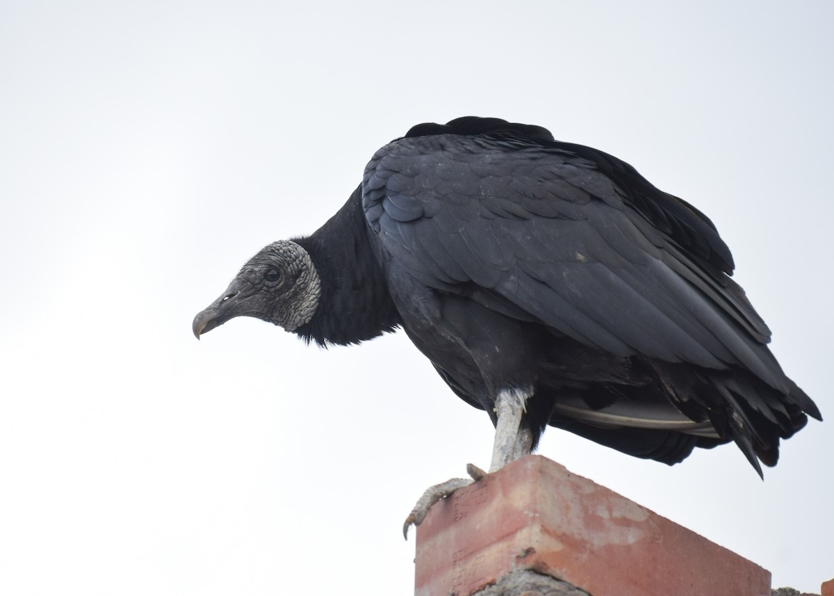 kondor havranovitý - ML639831506