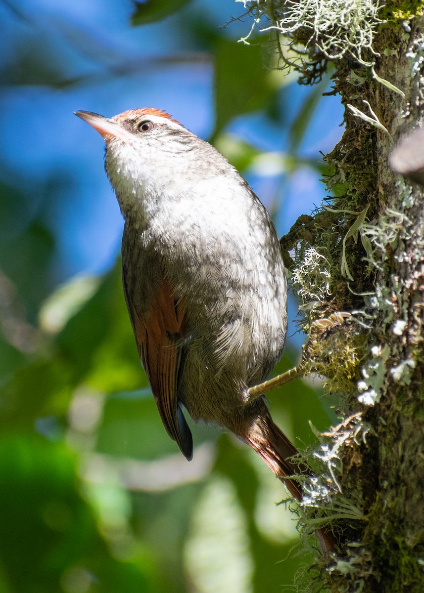 Line-cheeked Spinetail - ML639831508