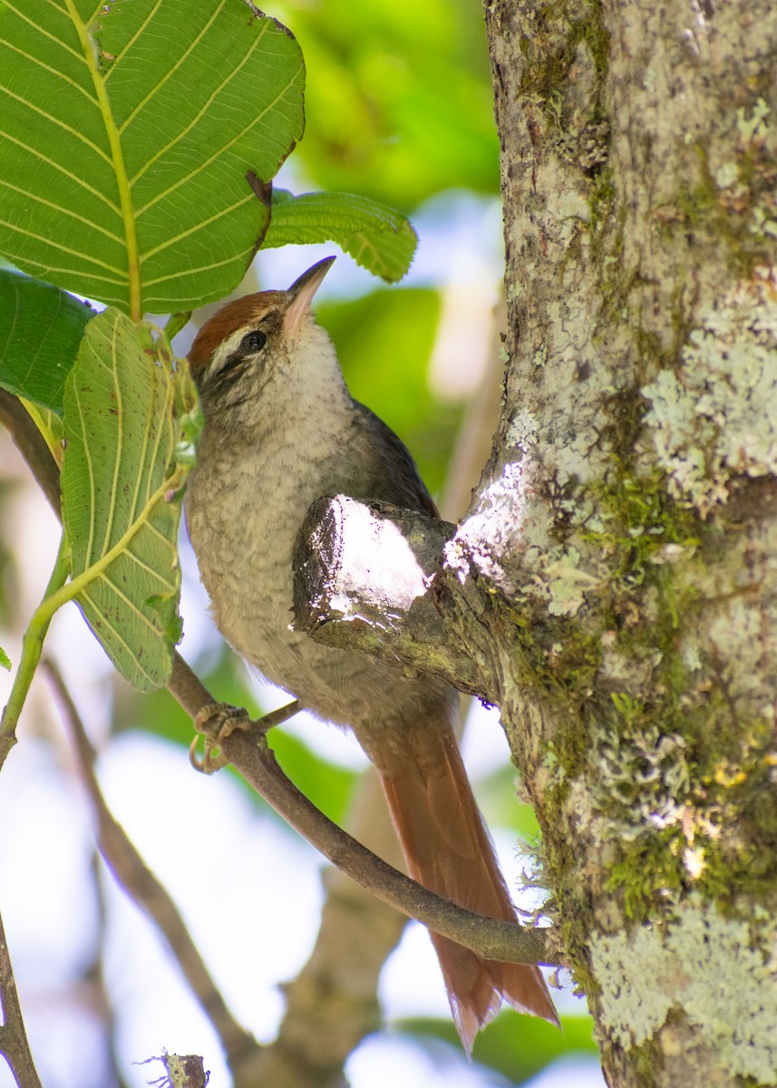 Line-cheeked Spinetail - ML639831509