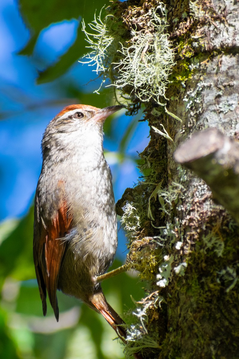 Line-cheeked Spinetail - ML639831510