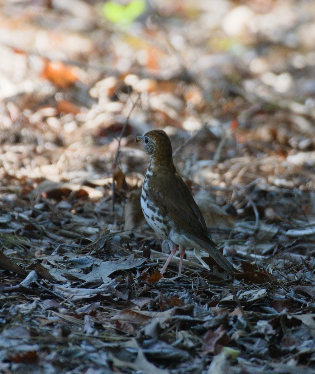 Wood Thrush - ML639831521