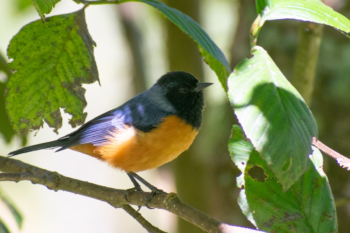 Blue-backed Conebill - ML639831522
