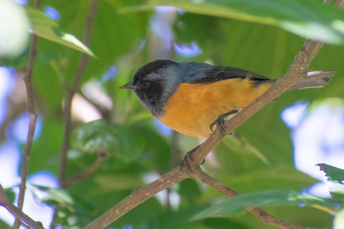 Blue-backed Conebill - ML639831523