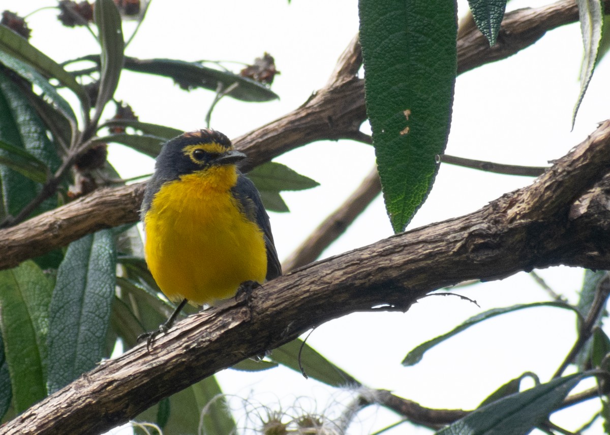 Spectacled Redstart - ML639831530