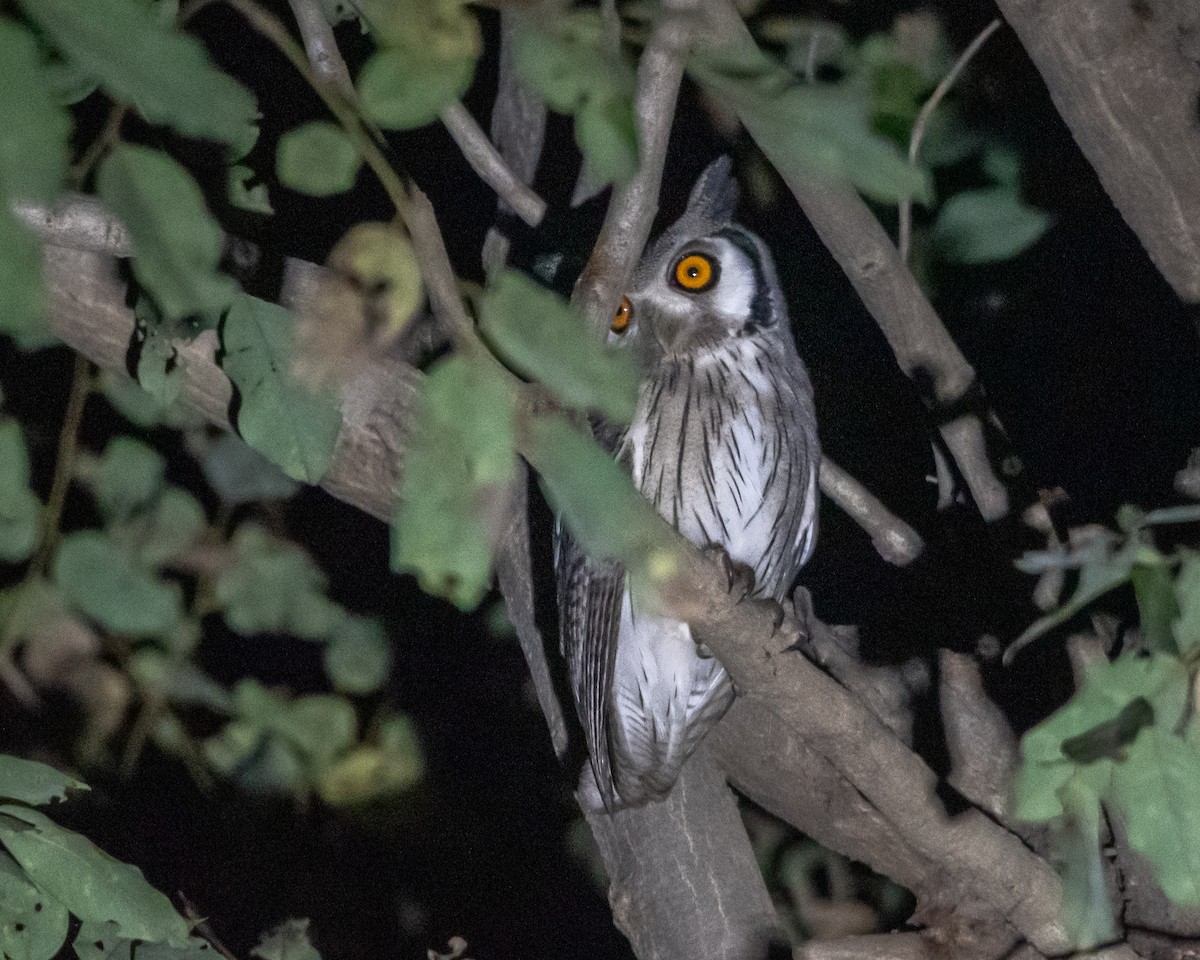 Northern White-faced Owl - ML639831542