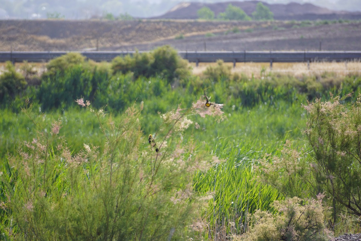 Yellow-headed Blackbird - ML639831624