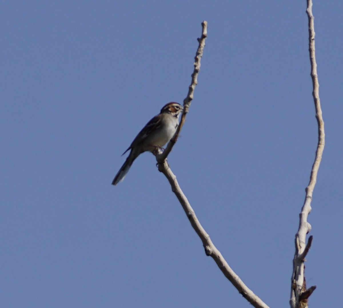 Lark Sparrow - ML639831639