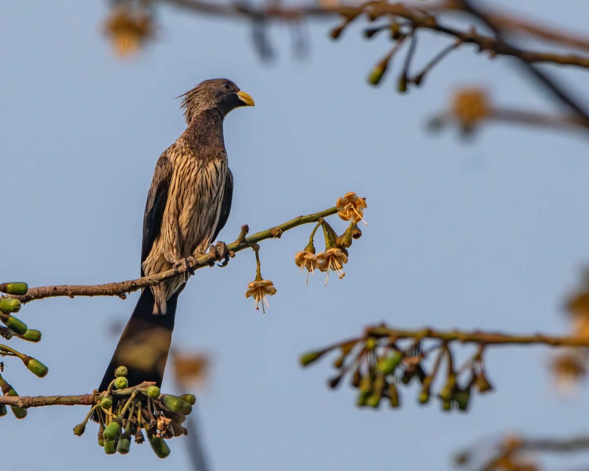 Western Plantain-eater - ML639831644