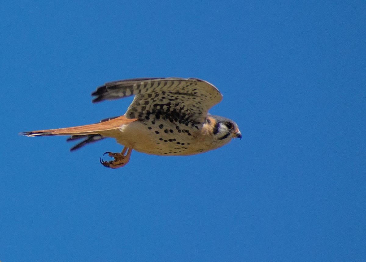 poštolka pestrá - ML639831646