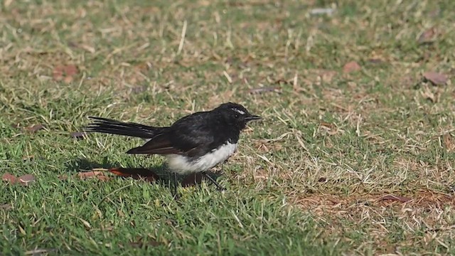 Willie-wagtail - ML639831647