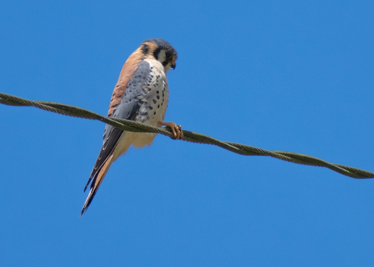 poštolka pestrá - ML639831659