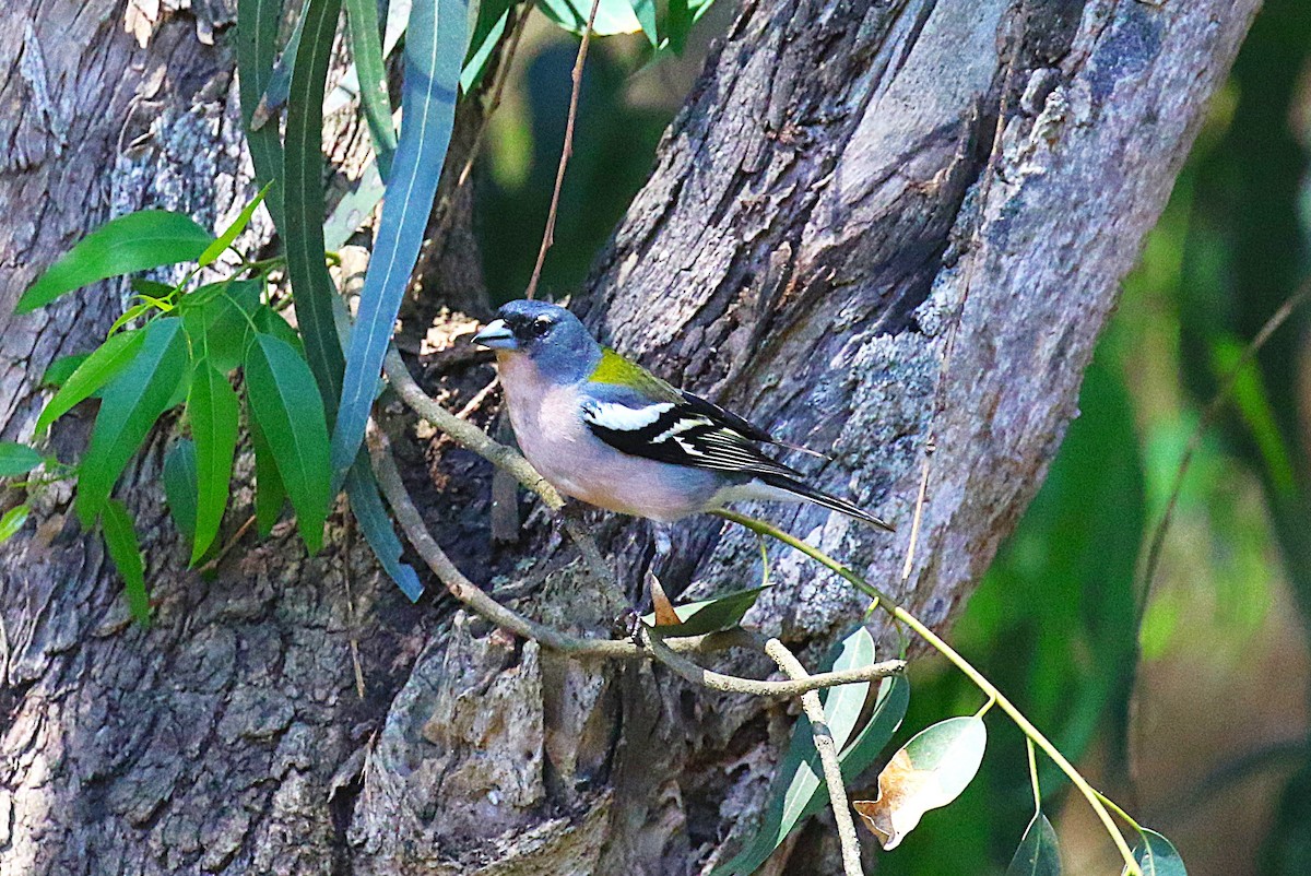 African Chaffinch (African) - ML639831664